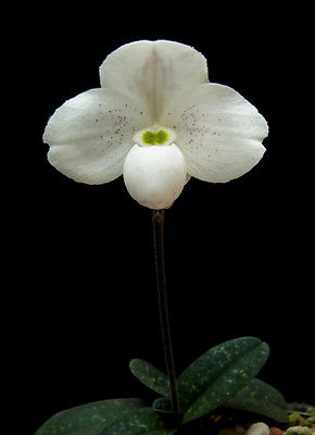 Paphiopedilum thaianum