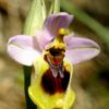 Ophrys_tenthredinifera_Mallorca_2008_33