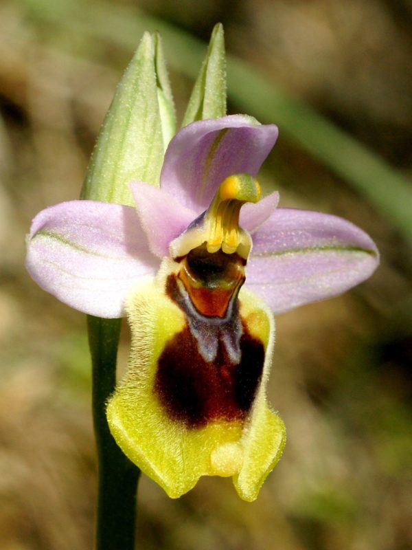Ophrys_tenthredinifera_Mallorca_2008_33