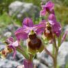 Ophrys_tenthredinifera_a
