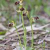 IMG_1991_Ophrys_omegaifera