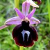 12-Ophrys-ferrum-equinum-1-976x1024