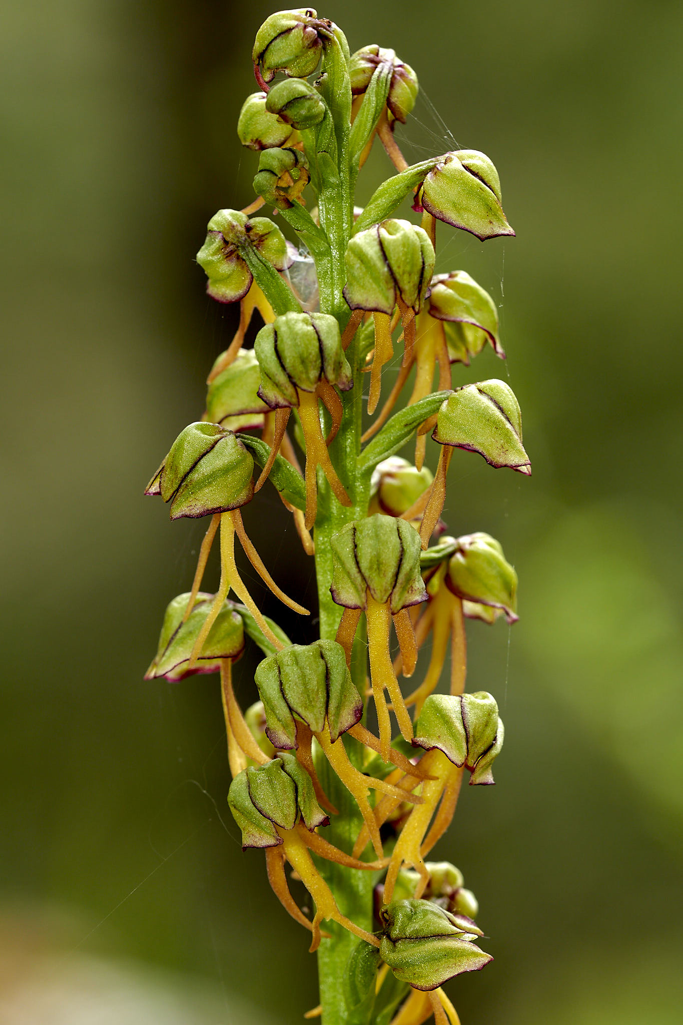 Beschreibung Höhe: 20–40 cm orchis anthropophora