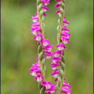 Spiranthes sinensis