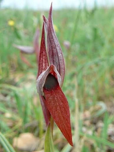 Serapias_Strictiflora