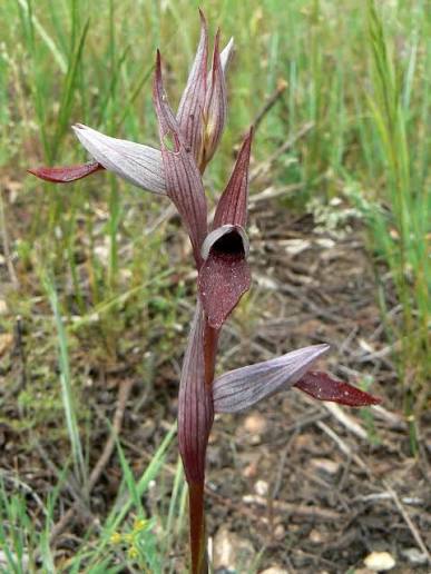 Serapias_Strictiflora