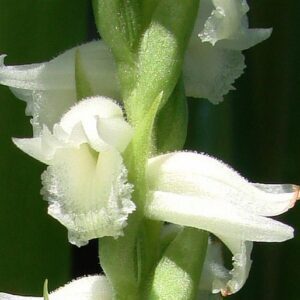 Spiranthes_odorata