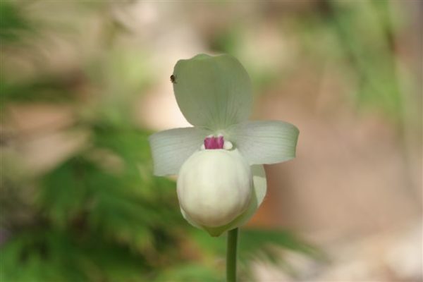 Cypripedium flavum alba