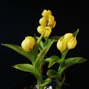 Cephalanthera falcata blühfähig