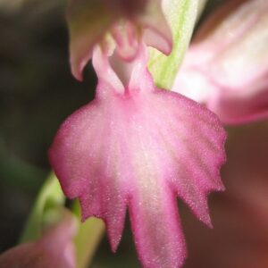 orchis sancta