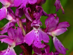 orchis-mascula
