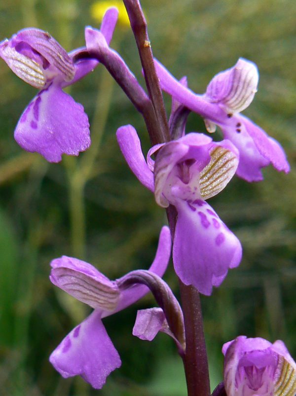 Orchis morio subsp. picta