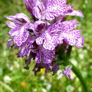 orchis_tridentata