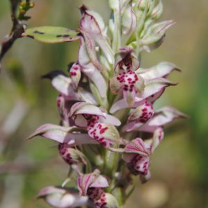 Orchis coriophora ssp fragrans