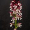Orchis ustulata Jungpflanze