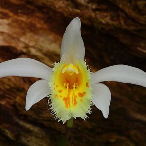 pleione_grandiflora