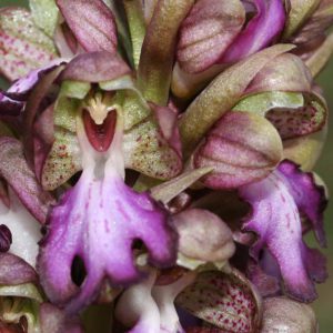 Barlia robertiana-orchis geant-04
