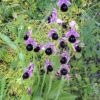 ophrys_ferrum-equinum