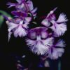 platanthera-grandiflora
