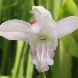 Eleorchis_japonica_alba