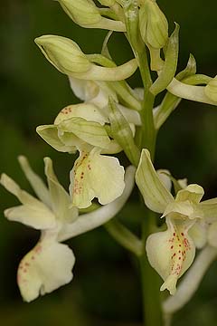 orchis provincialis