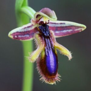 ophrys vernixia