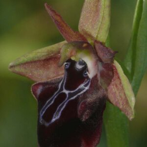 ophrys mammosa