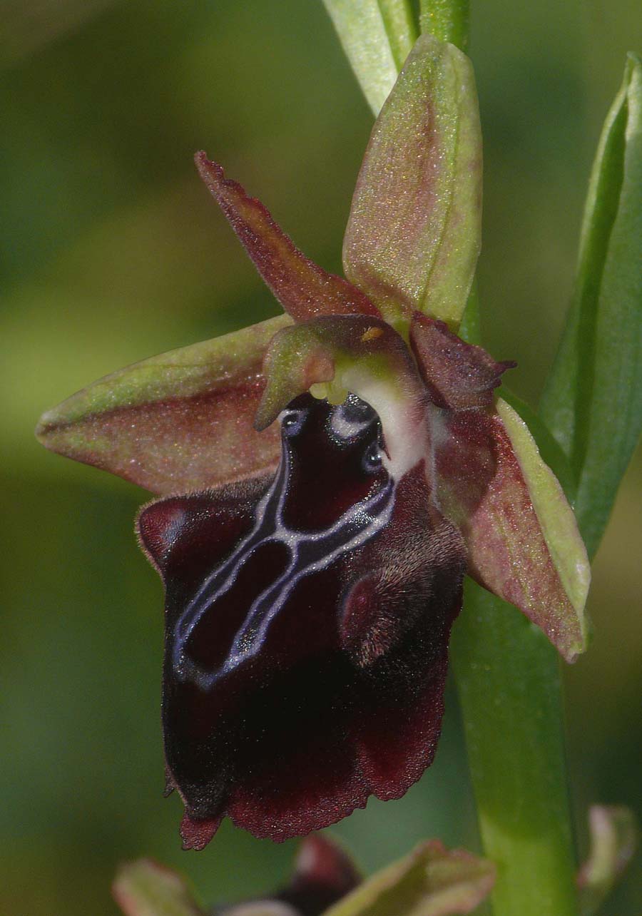 ophrys mammosa