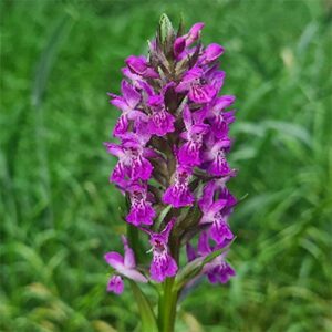 Dactylorhiza purpurella x incarnata ssp. coccinea