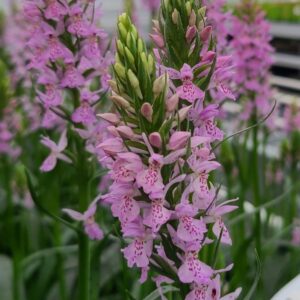 Dactylorhiza majalis x fuchsii