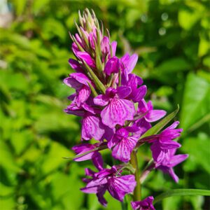 Dactylorhiza foliosa x fuchsii