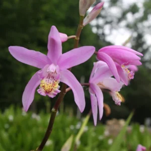 Bletilla penway brigantes