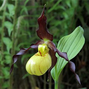 Cypripedium Emil (Cyp. parviflorum x calceolus)