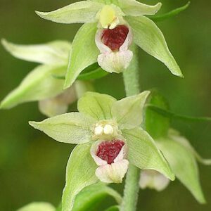 epipactis_muelleri