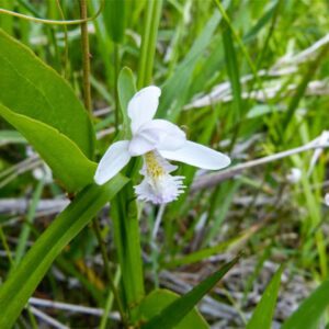 Pogonia ophioglossoides alba (Weiße Rose Pogonia)