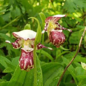 Cypripedium karo