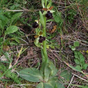 Ophrys passionis