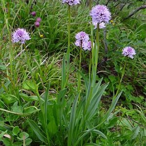 Traunsteinera_globosa