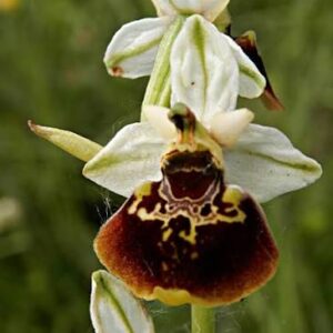 ophrys_holosercia